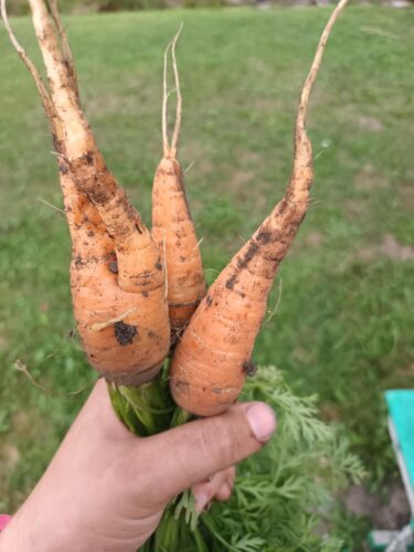 carrot fly damage