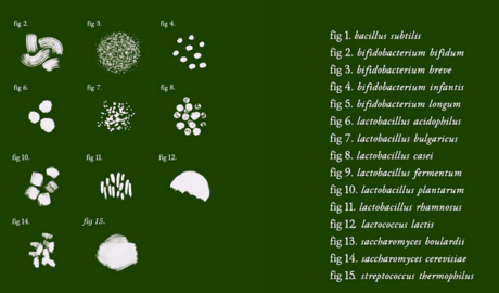 beneficial microbes